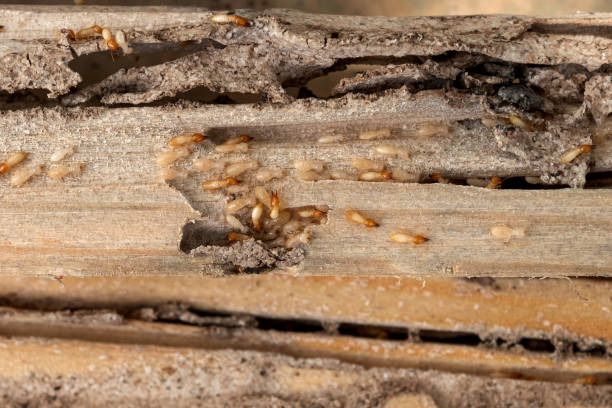 Best Wasp Removal Services  in Lanett, AL